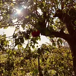 Il Sole