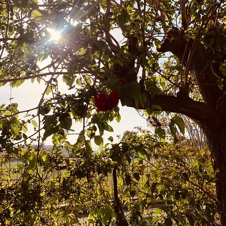 Il Sole